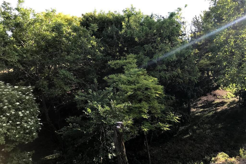 'New' Sunkissed Villa On The Old Hill Balatonalmádi エクステリア 写真